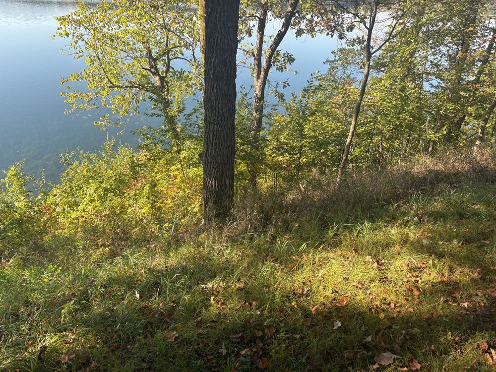 A tall tree stands at the edge of a grassy slope overlooking a calm body of water with trees in the background.