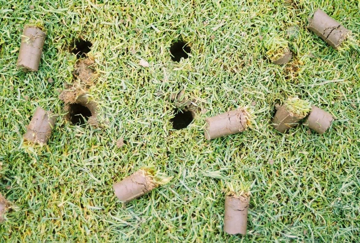 Lawn aeration process with small cylindrical plugs of soil and grass removed from holes, resting on top of the turf.