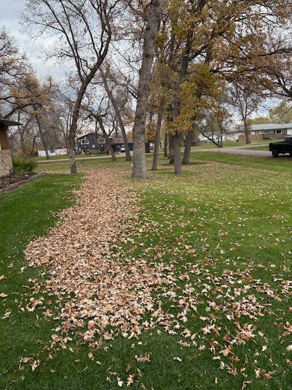 A row of tall trees in a yard with a thick trail of fallen brown leaves stretching across the green grass.