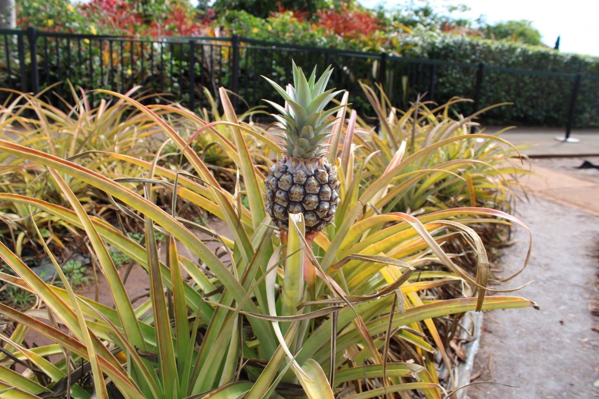 Pineapple plant with spiky, yellow-green leaves and a developing fruit, growing outdoors.
