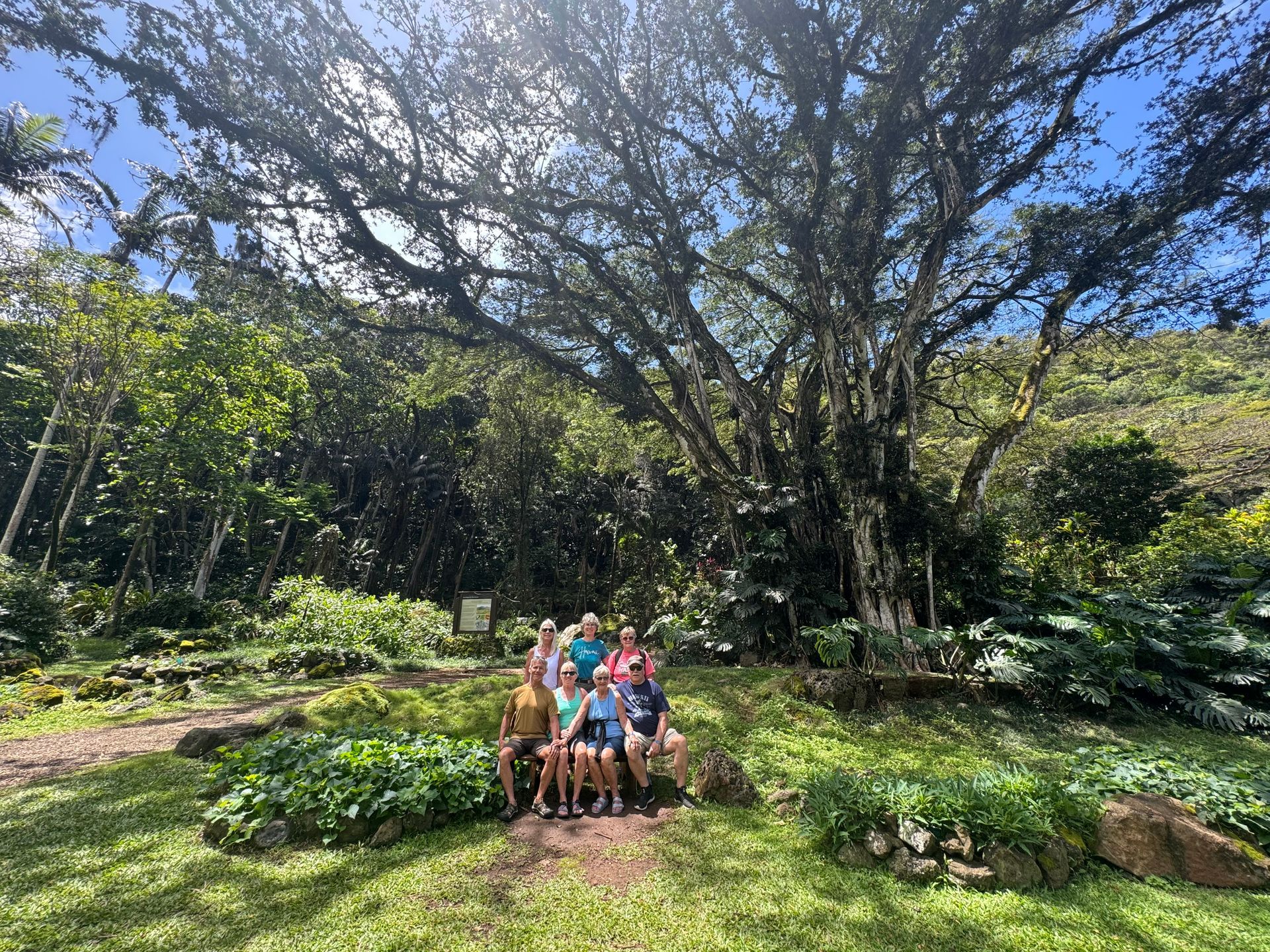 People sitting under an enormous tree