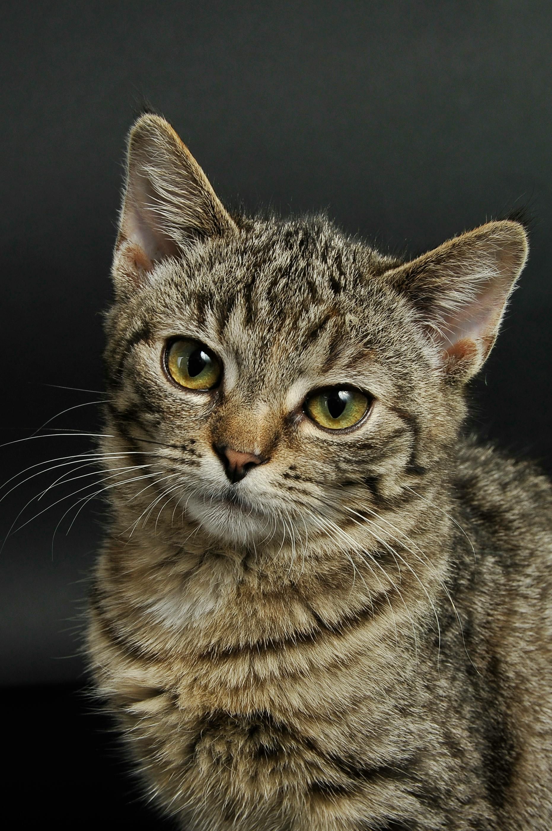 A close up of a cat 's face with a black background