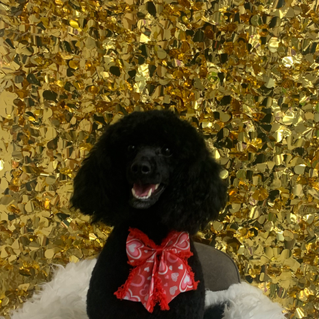 A black poodle with a red bow around its neck