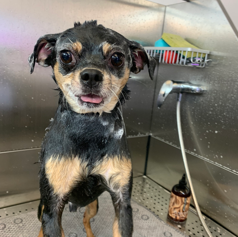 A black and brown dog is standing in a bathtub