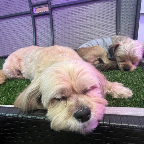 Two small dogs are sleeping on a wicker bench.