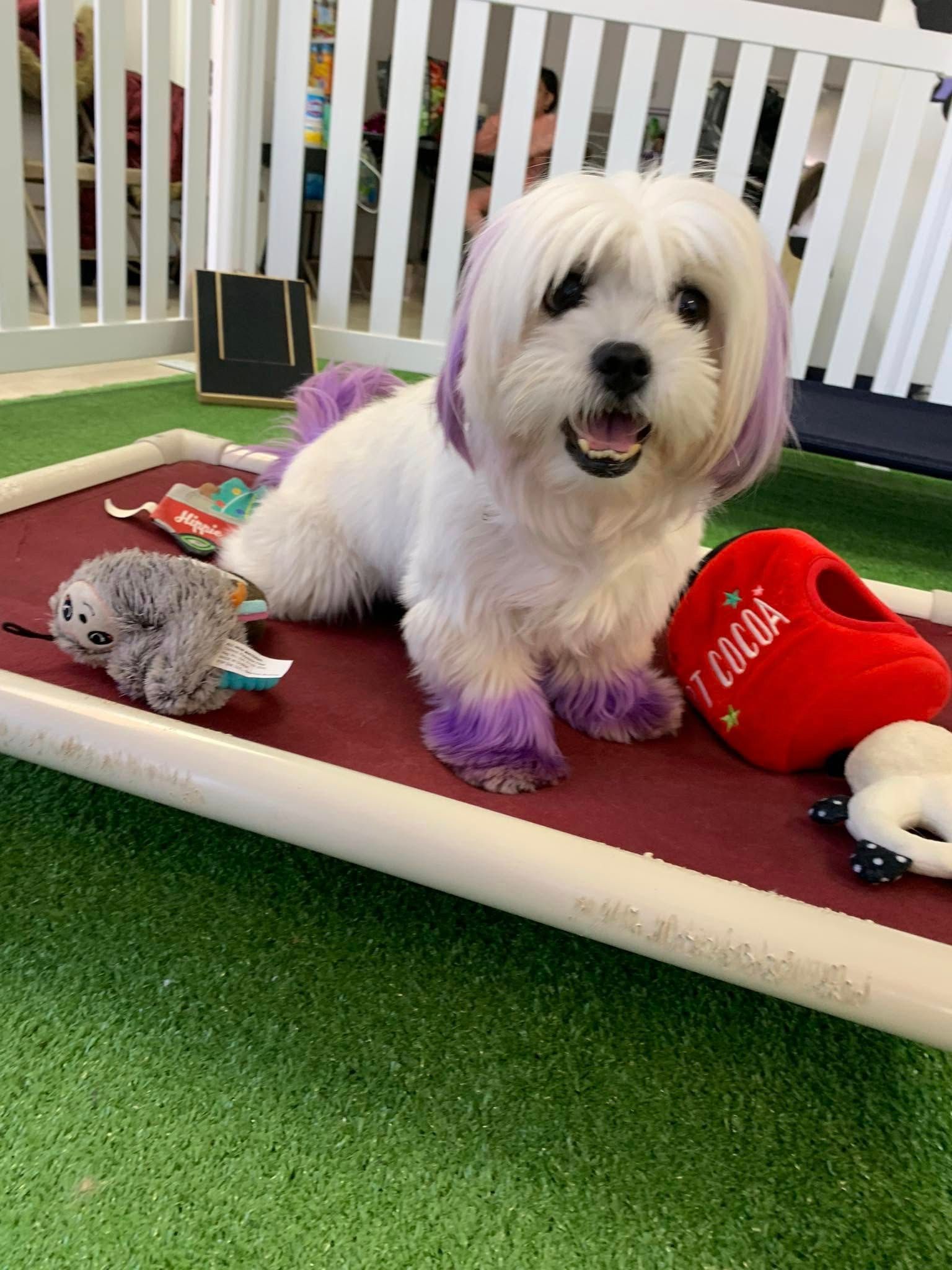 A white dog with purple hair is laying on a bed with toys.