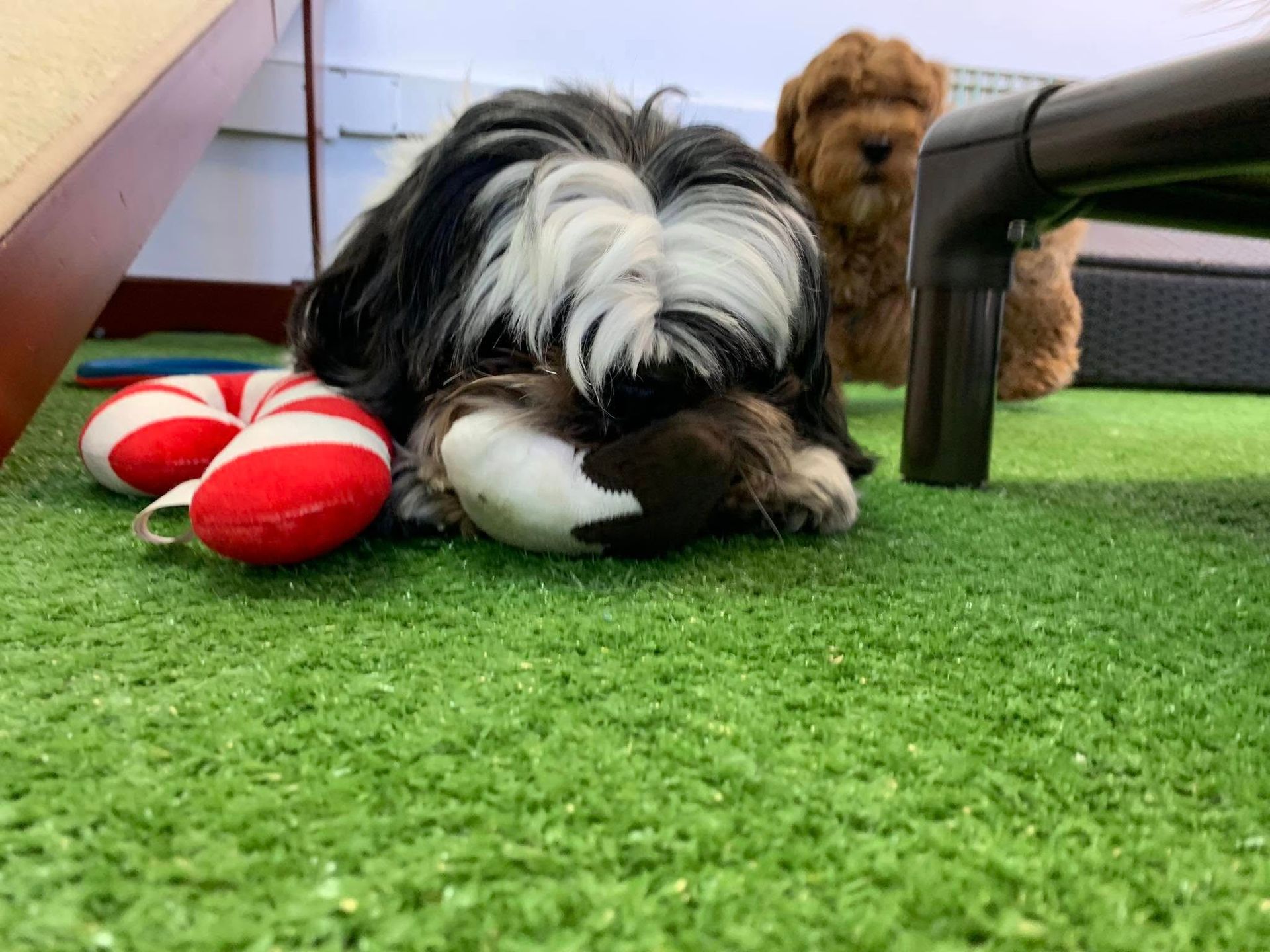 A black and white dog is laying on the grass next to a toy.