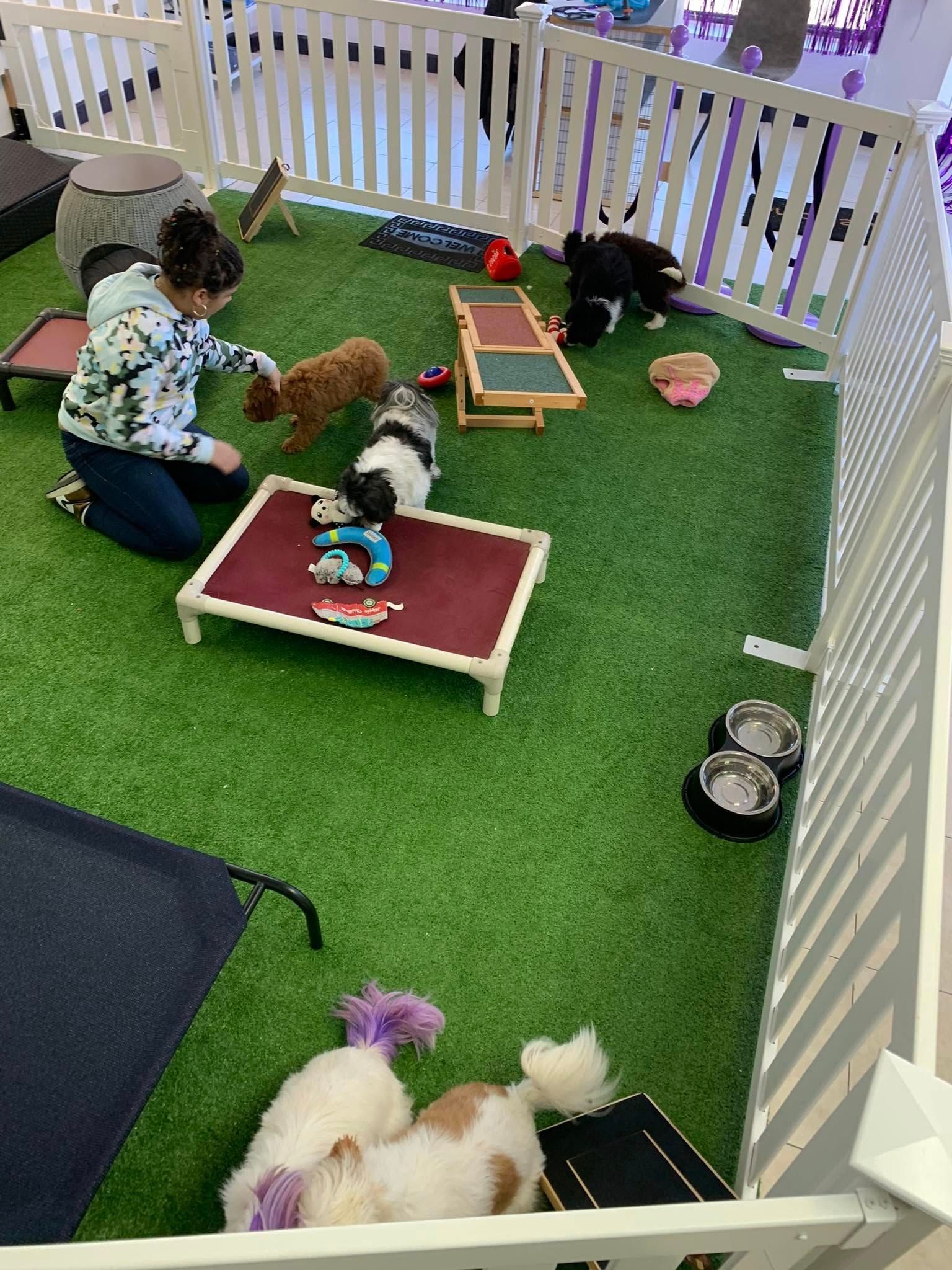 A woman is playing with a group of dogs in a fenced in area.