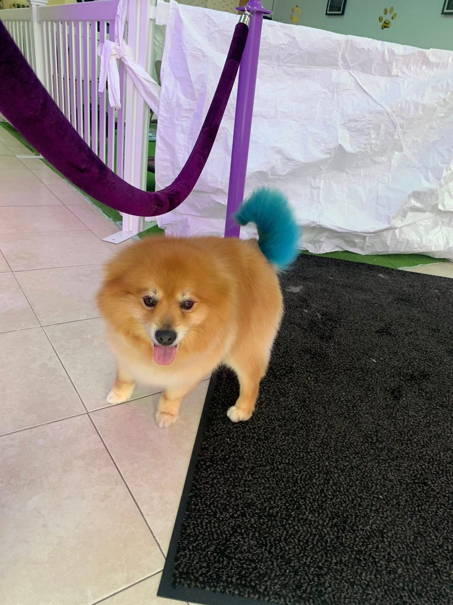 A small brown dog with a blue tail is standing on a black mat.