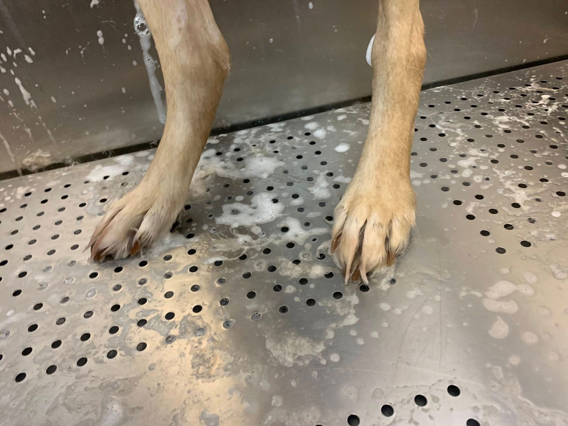 A close up of a dog 's paws on a metal surface.