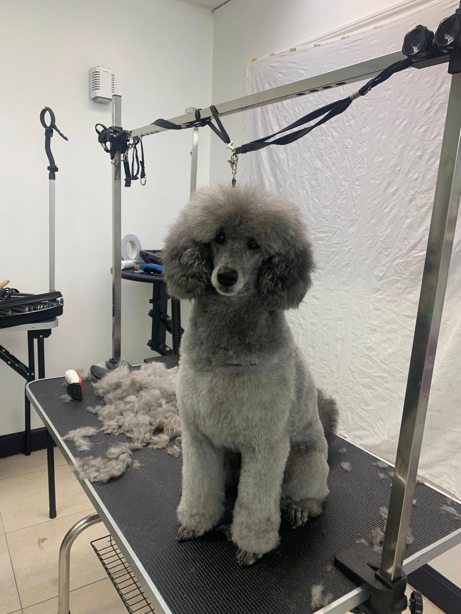 A small gray poodle is sitting on a grooming table.