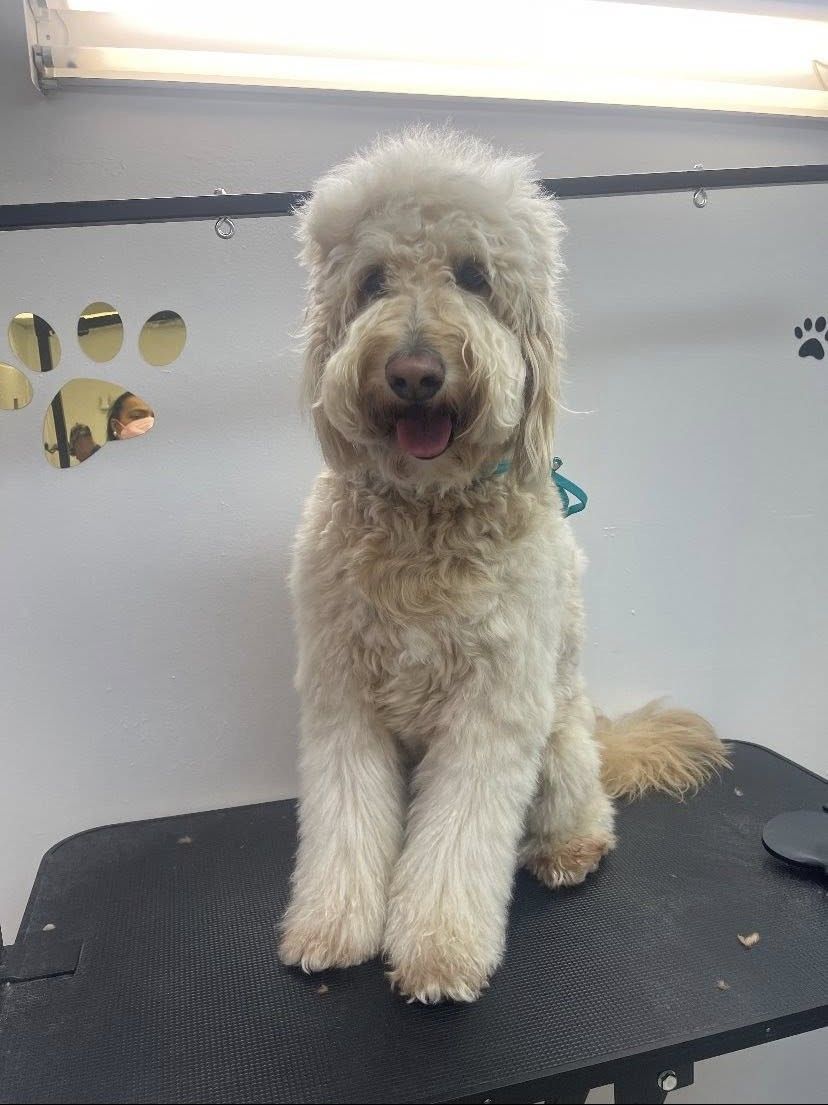 A small white dog is sitting on a black table.