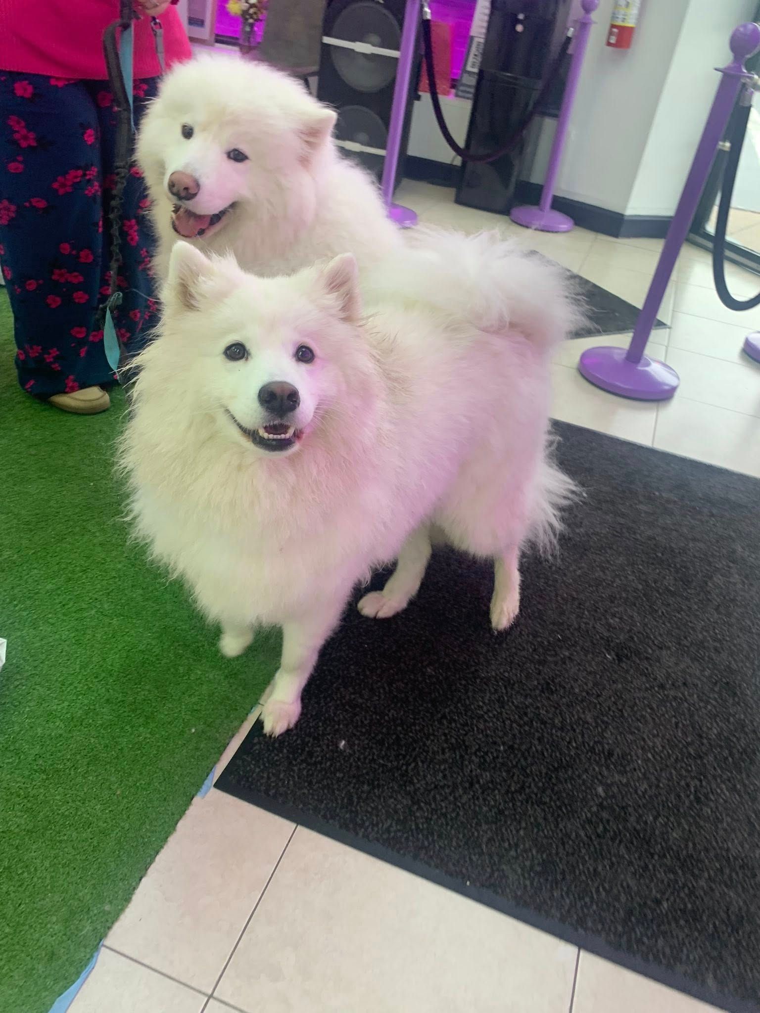 Two white dogs are standing next to each other in a room.