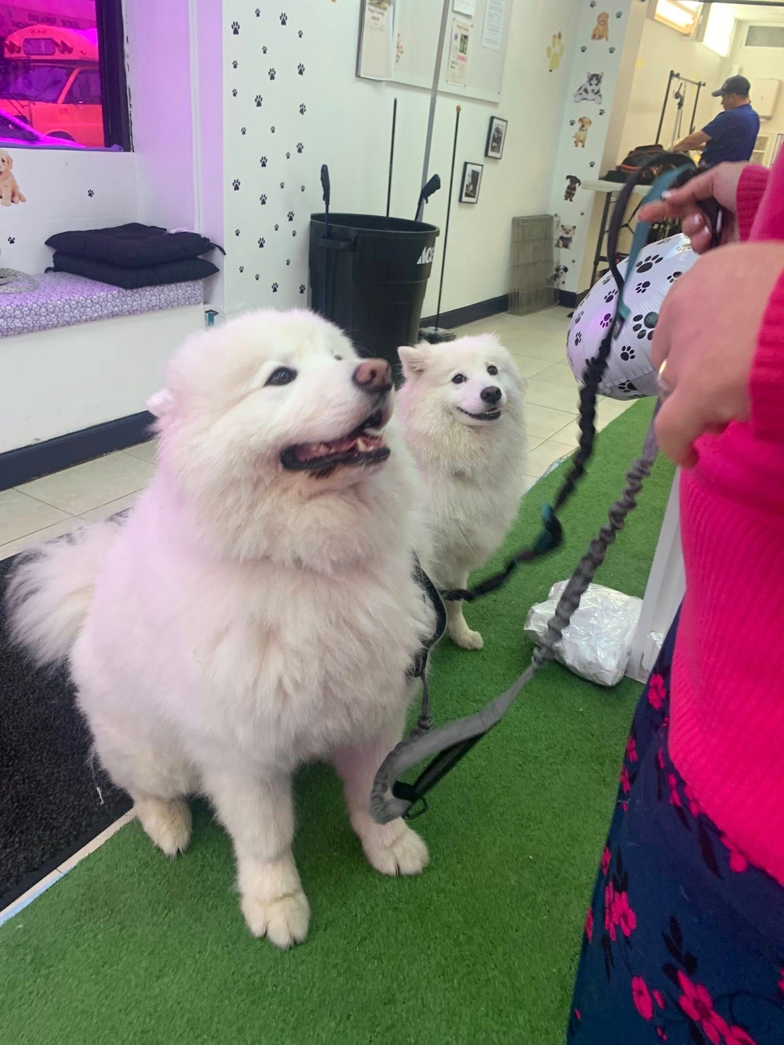 Two white dogs are standing next to each other on a leash in a room.