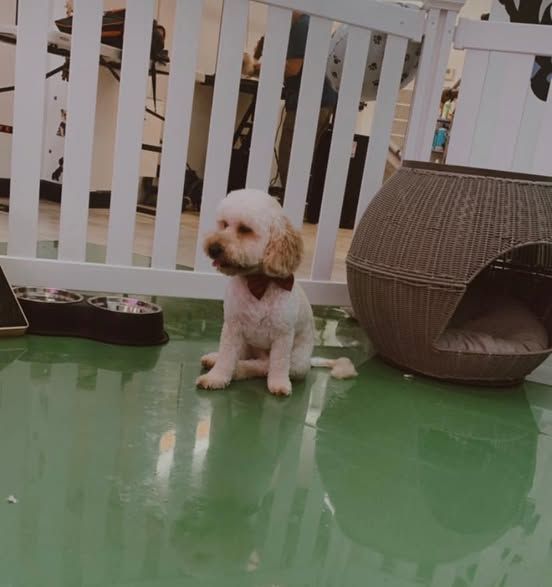A small white dog is sitting on a green floor