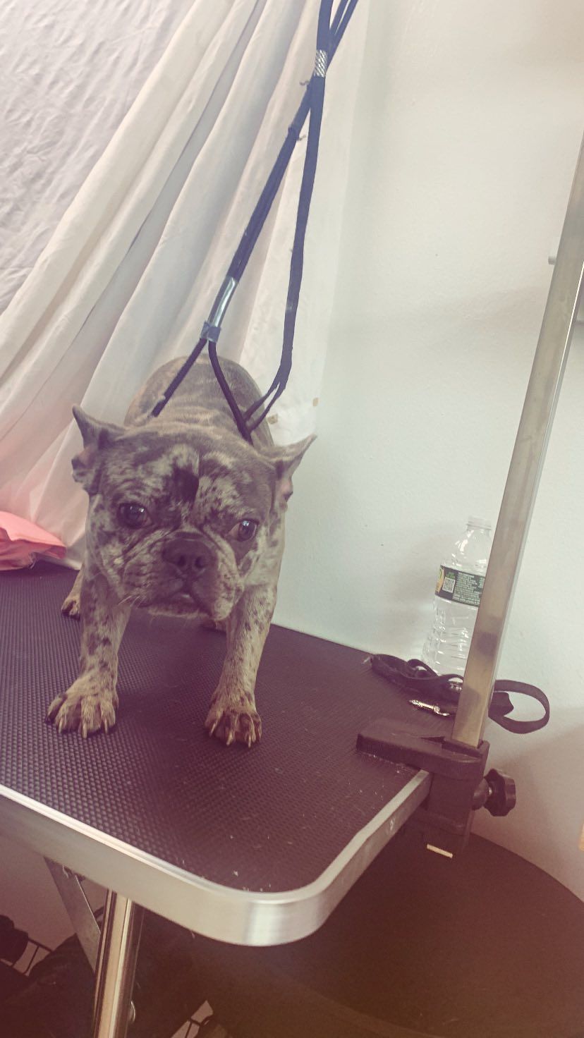 A small dog is standing on a grooming table.