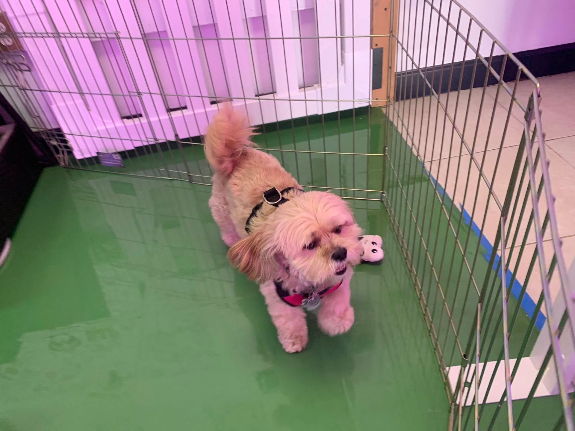 A small dog is standing in a cage on a green floor.