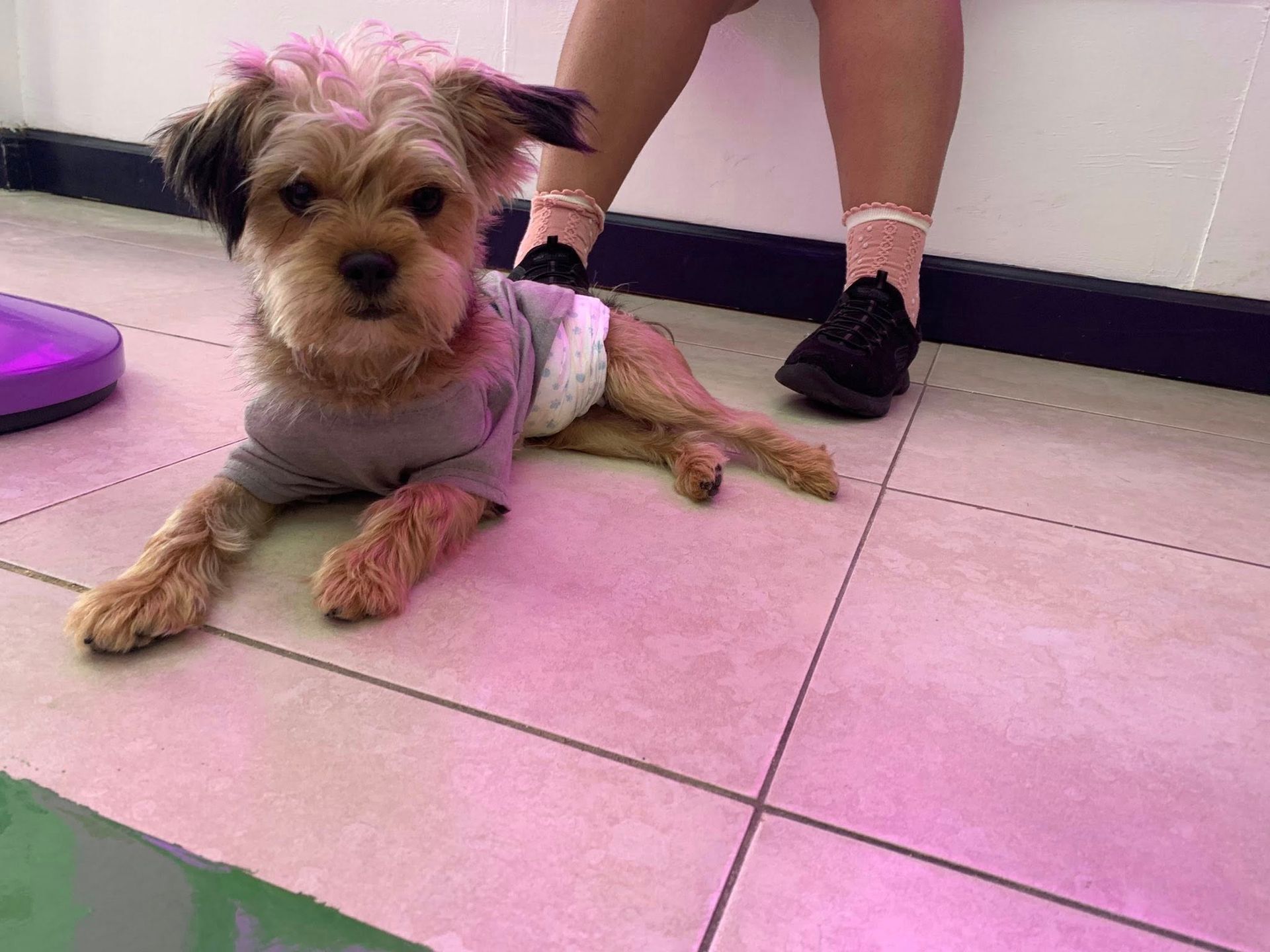 A small dog is laying on the floor next to a person.