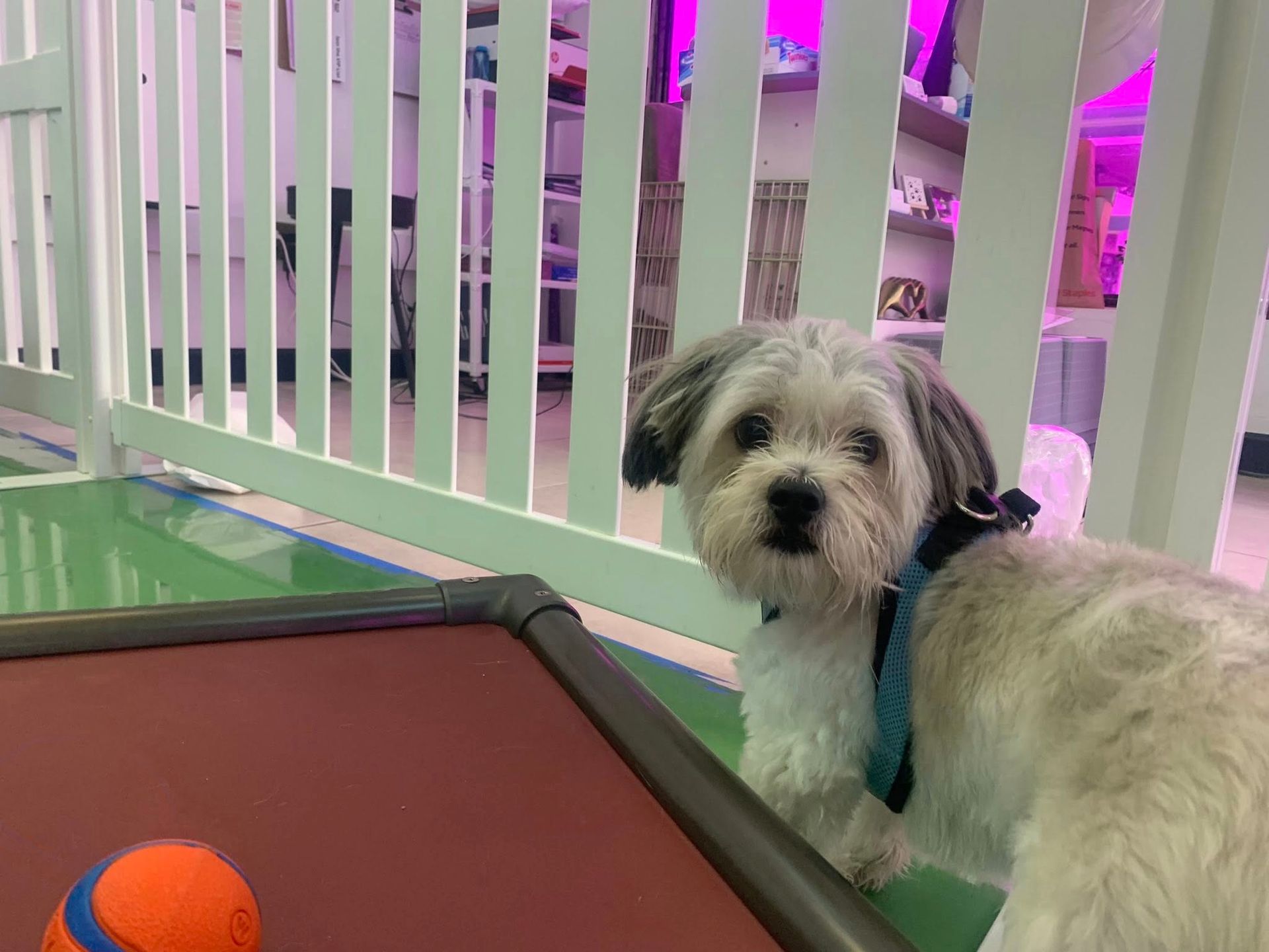 A small dog is standing next to a ball in a fenced in area.