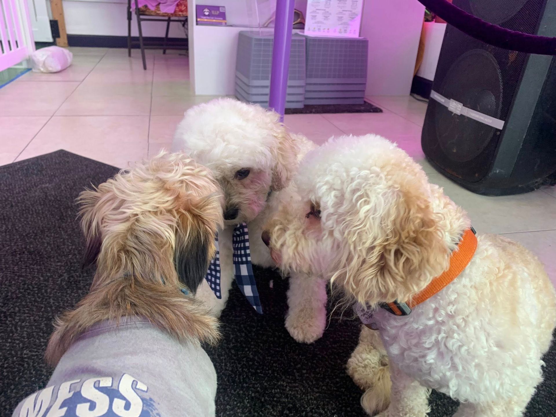 Three small dogs are standing next to each other in a room.