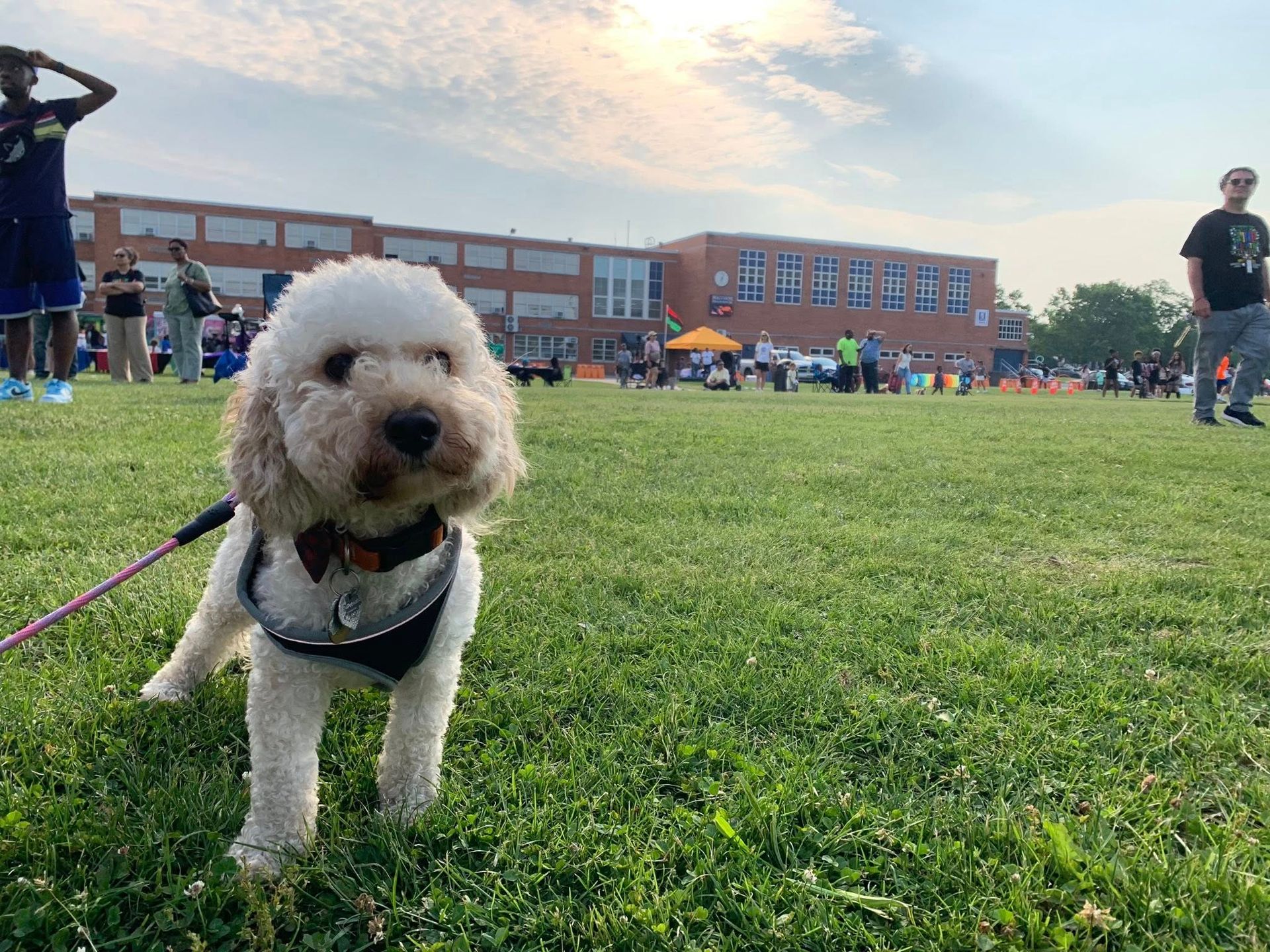 A small white dog is standing in the grass in front of a large building.