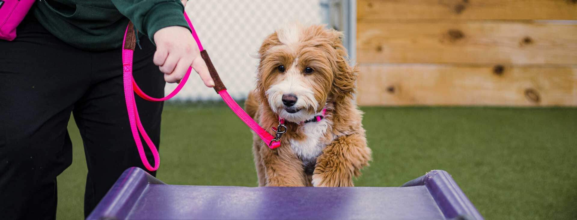 A small brown dog is laying on a blue dog bed.
