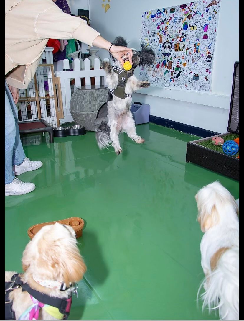Two white dogs are standing next to each other in a room.