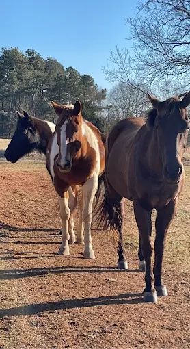 jones-valley-farms-horse