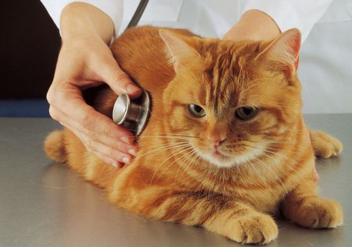 il gatto dal veterinario
