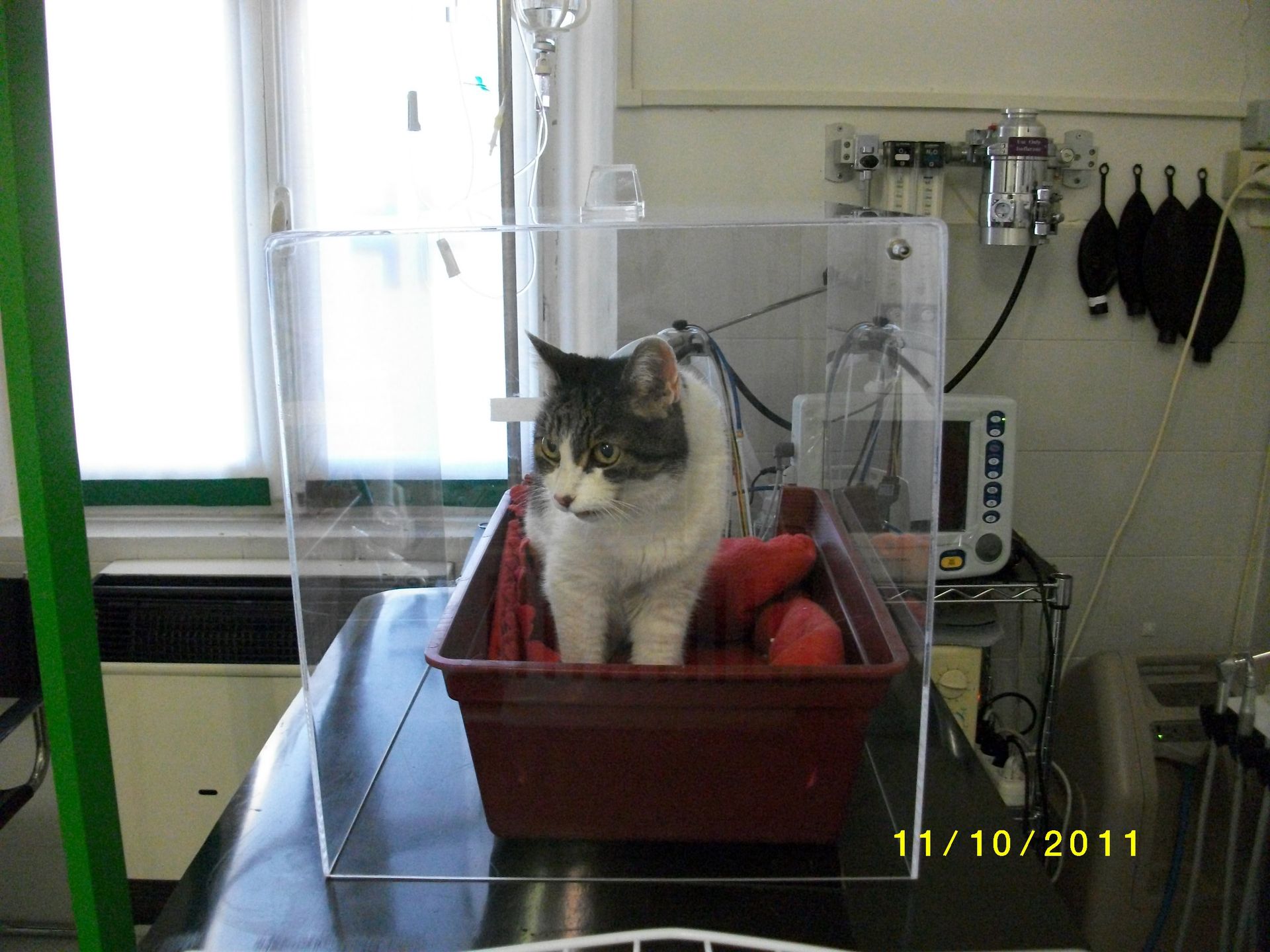 ossigenoterapia animali