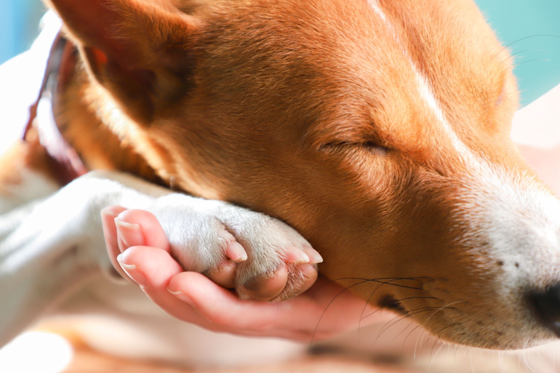 Anestesia avanzata animali