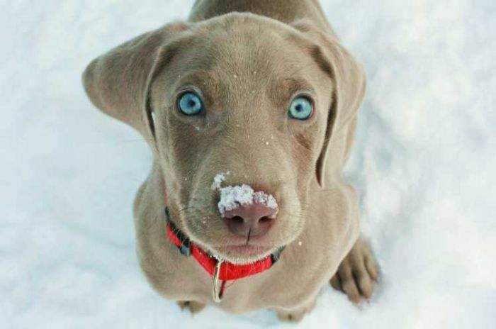 insegnare il morso al cane