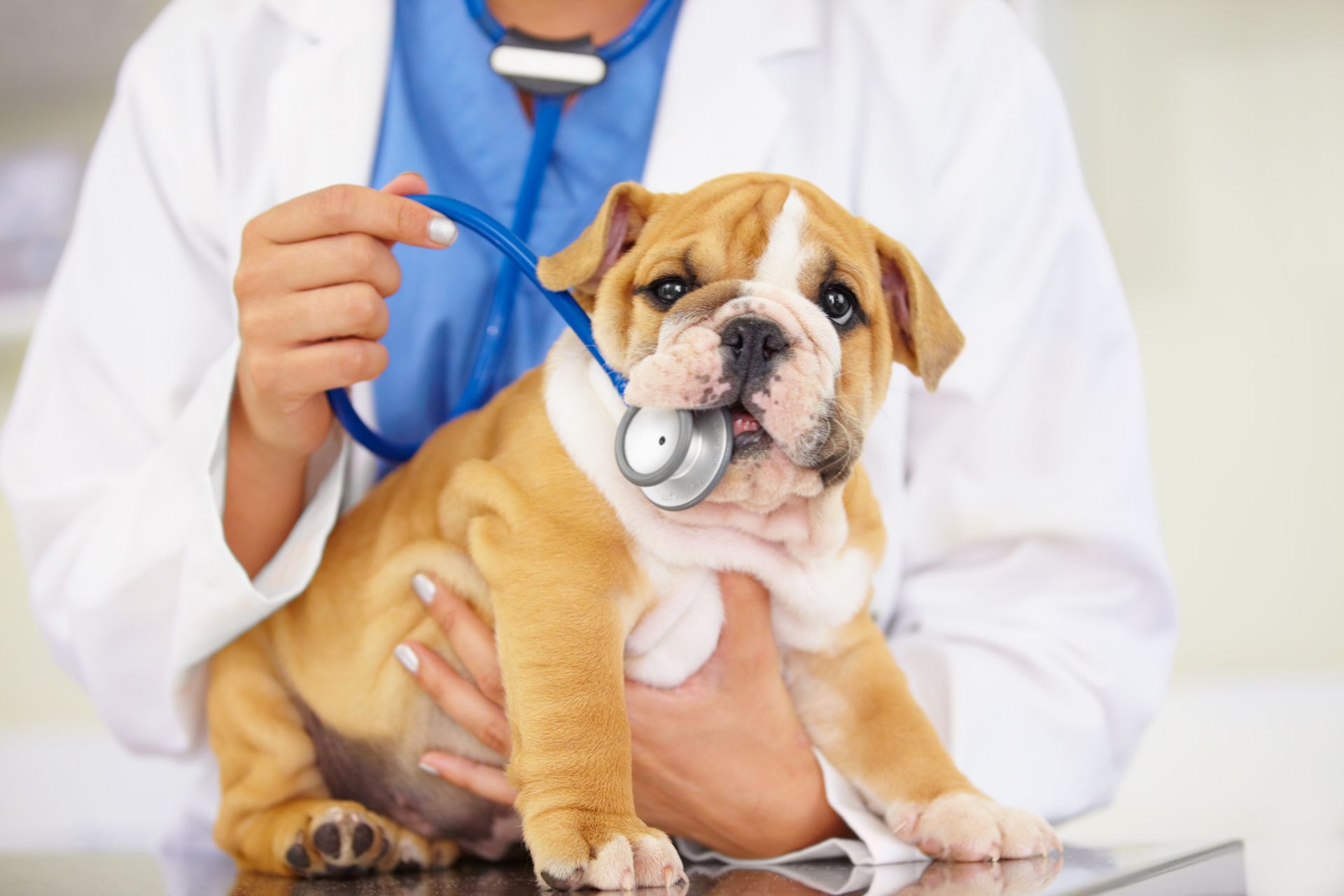 cane dal veterinario