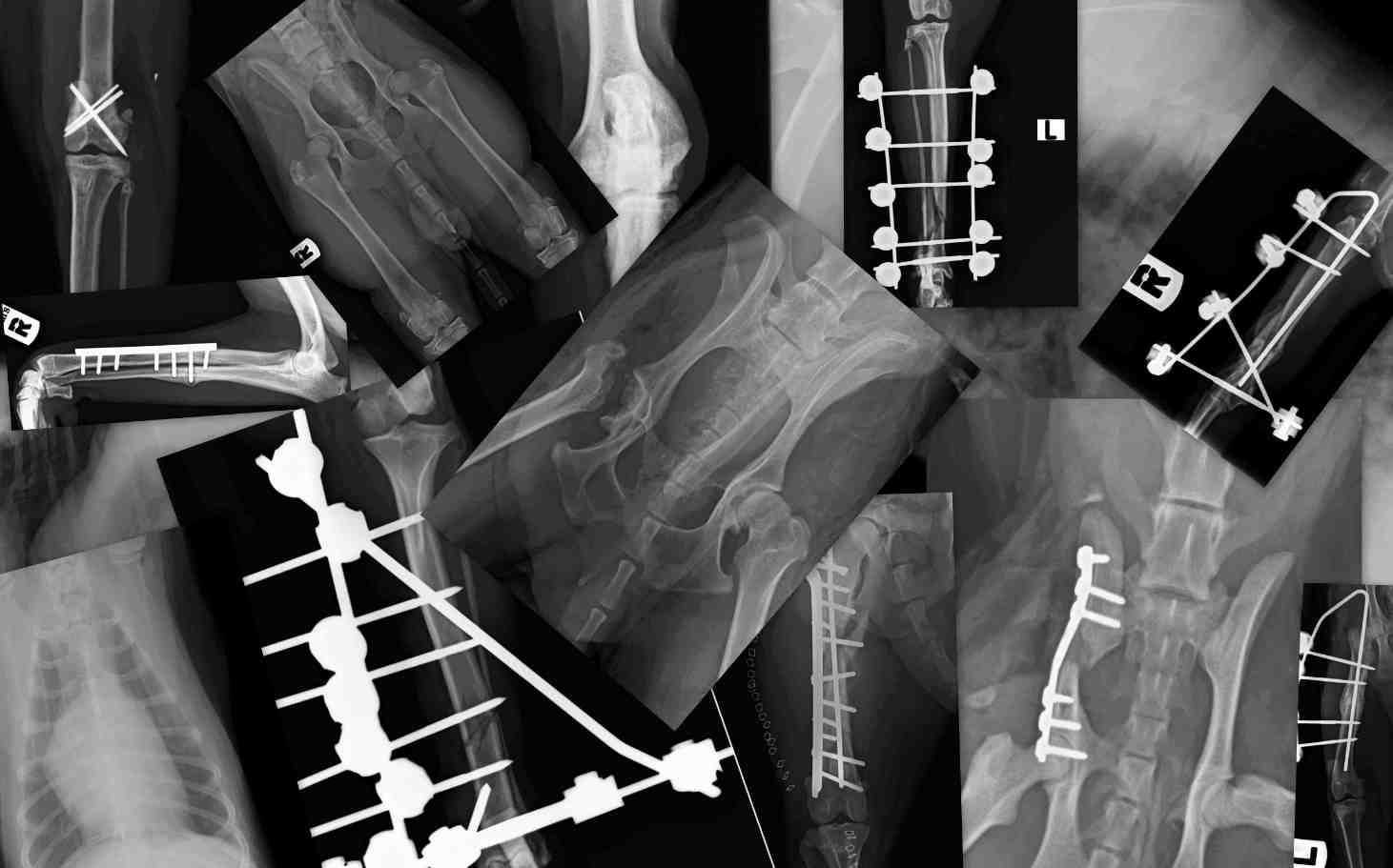 ecografie veterinarie