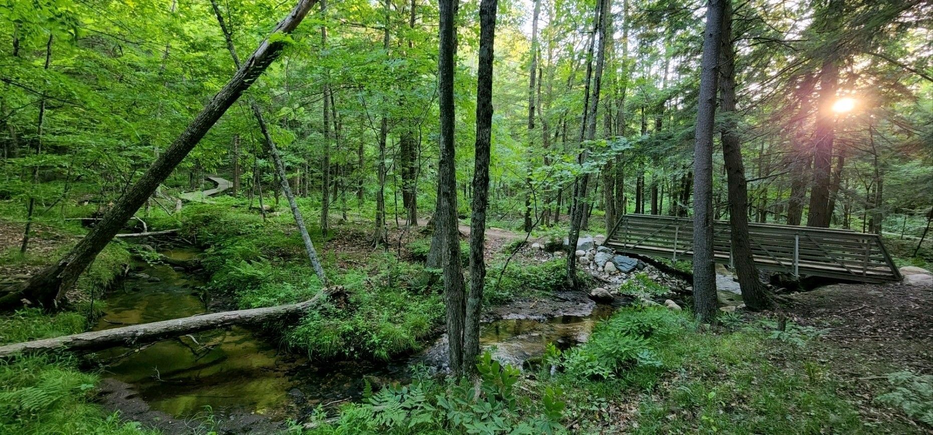 dogwood trail