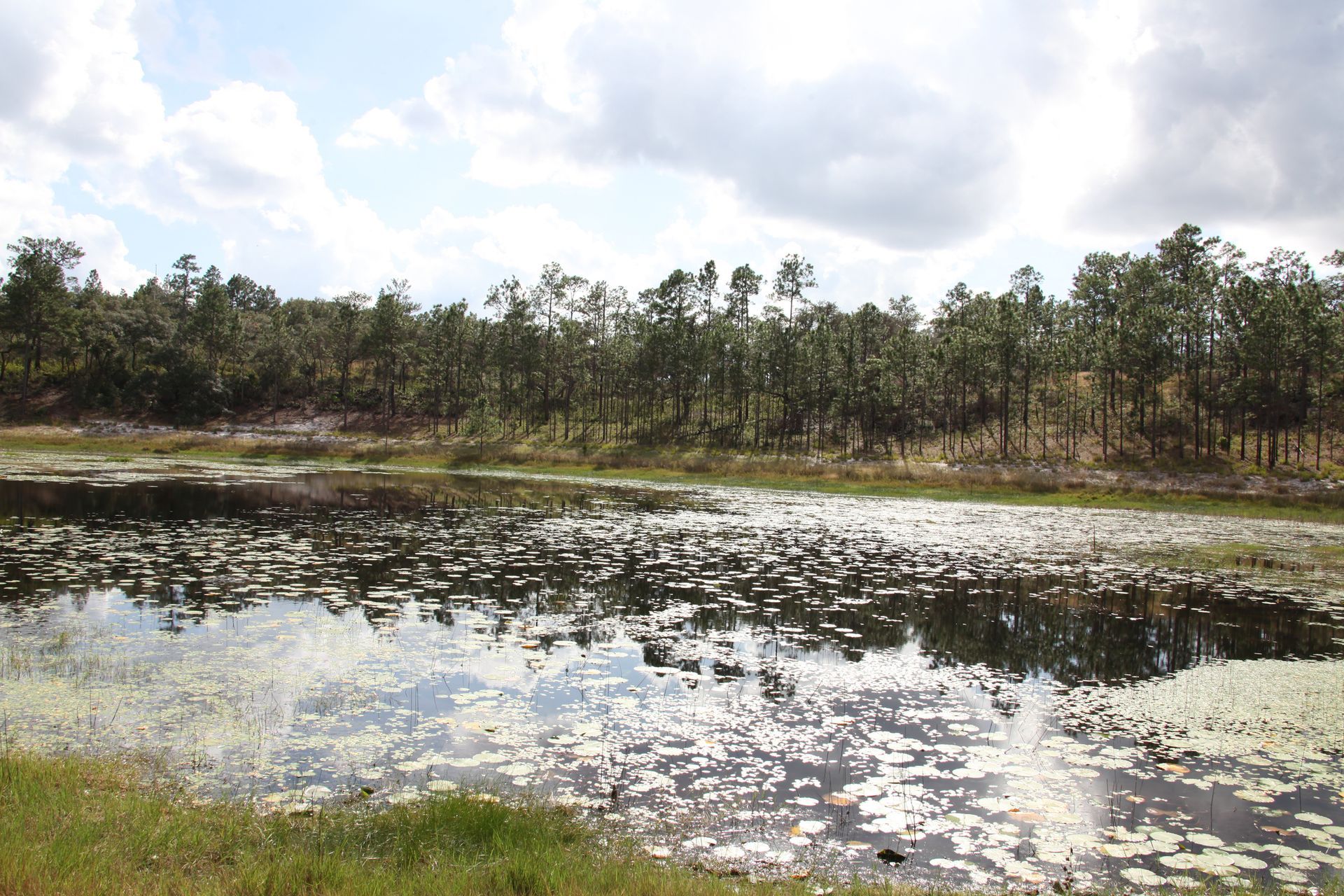 A large body of water with trees in the background A large body of water with trees in the background