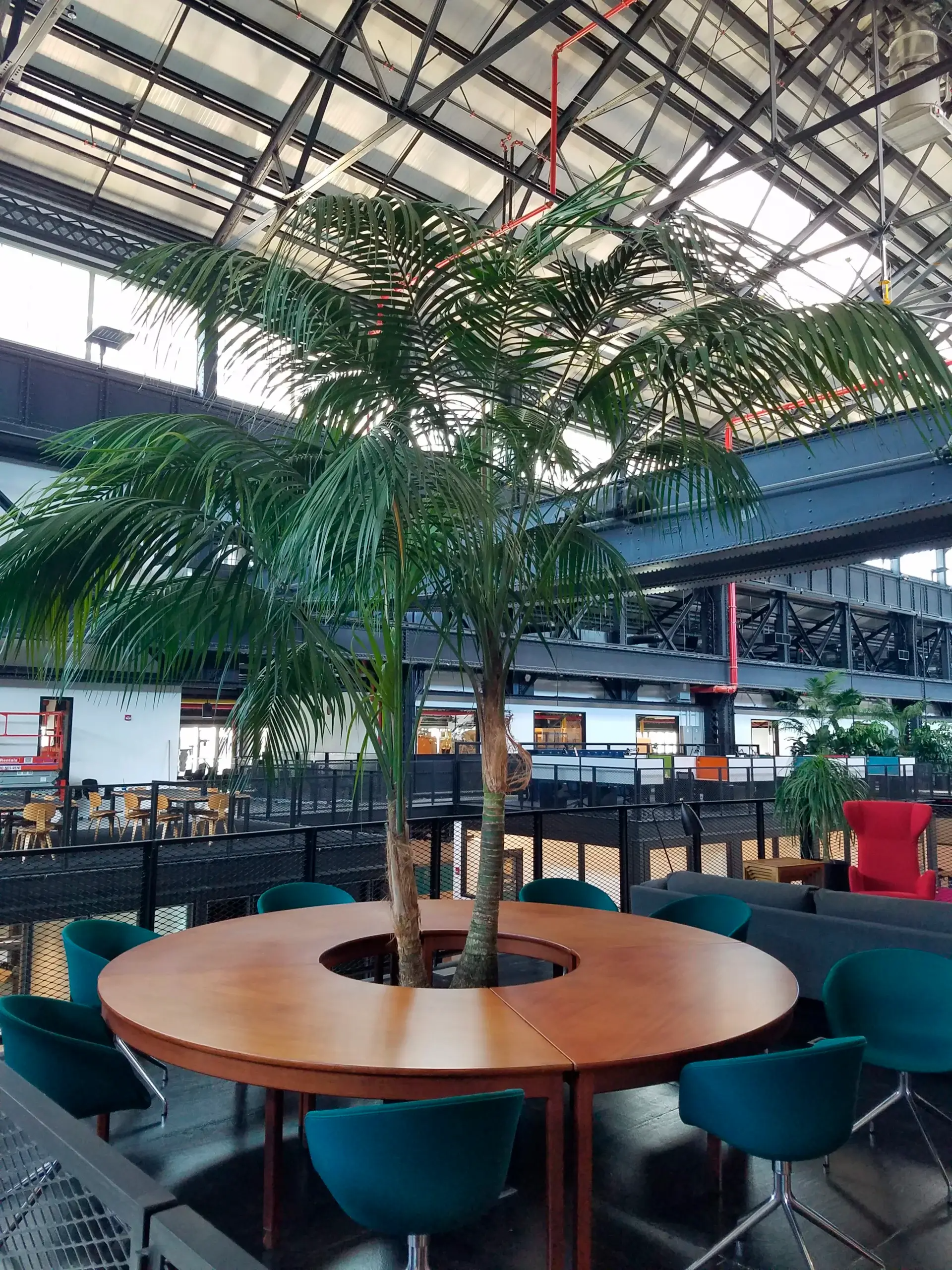 There is a large tree in the middle of the room.