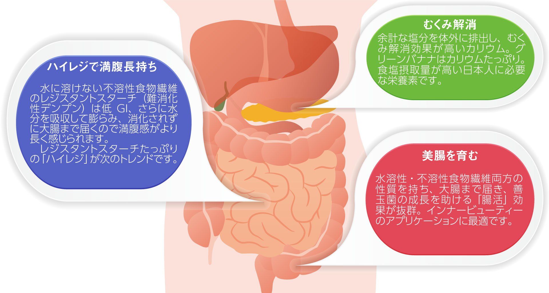 グリーンバナナパウダーは不溶性食物繊維の効果で満腹感が長く続いたり、大腸まで届いて善玉菌を助ける腸活効果や、カリウムたっぷりなのでむくみ解消効果が期待されています。