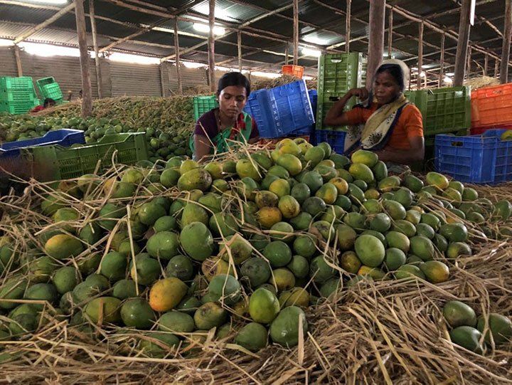 マンゴーを手作業て追熟している画像