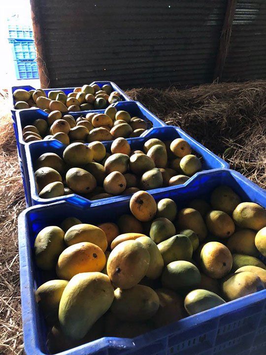 マンゴー果実の保管容器