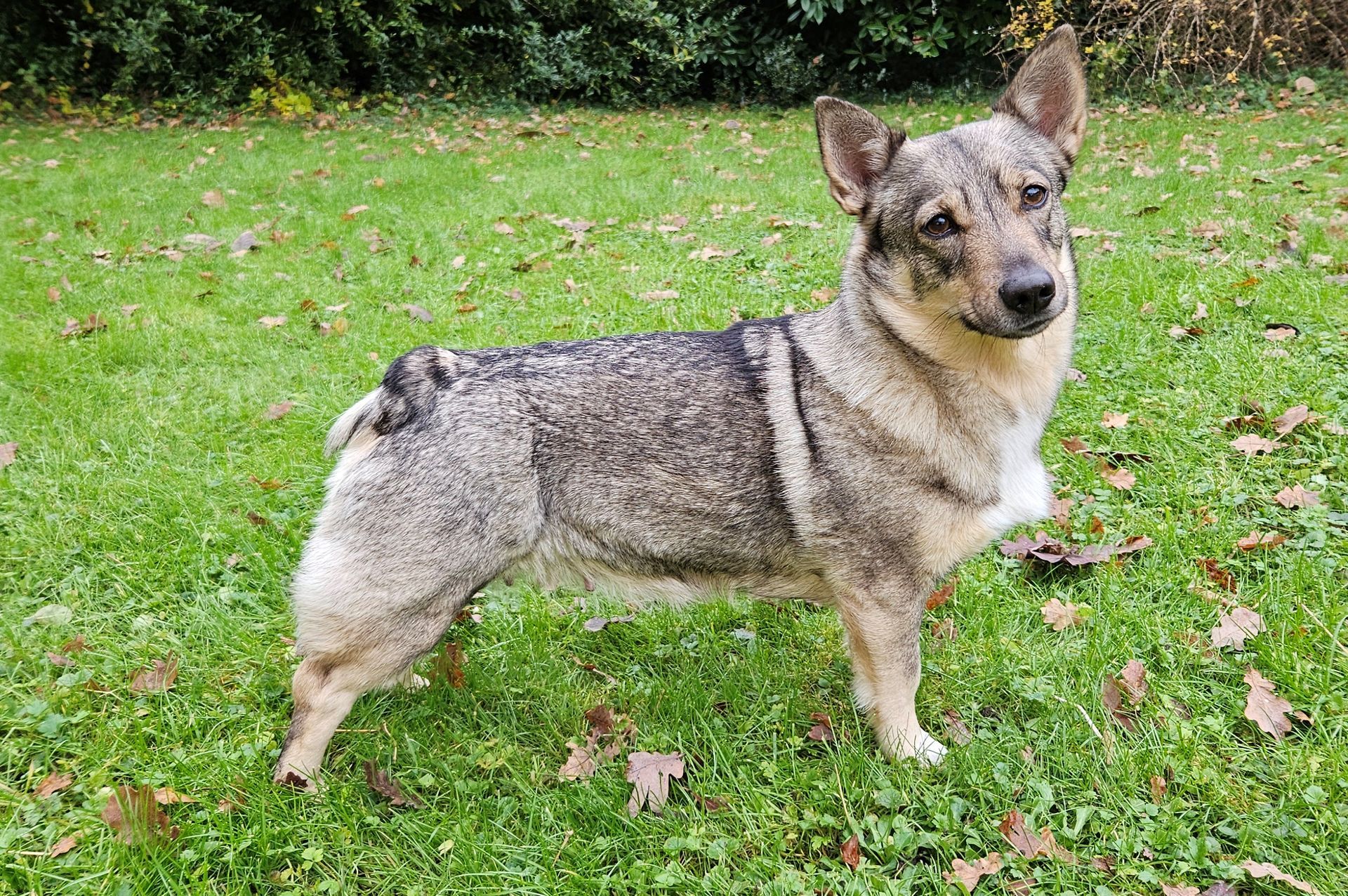Västgötaspets, Zweedse herder, Swedish Vallhund
