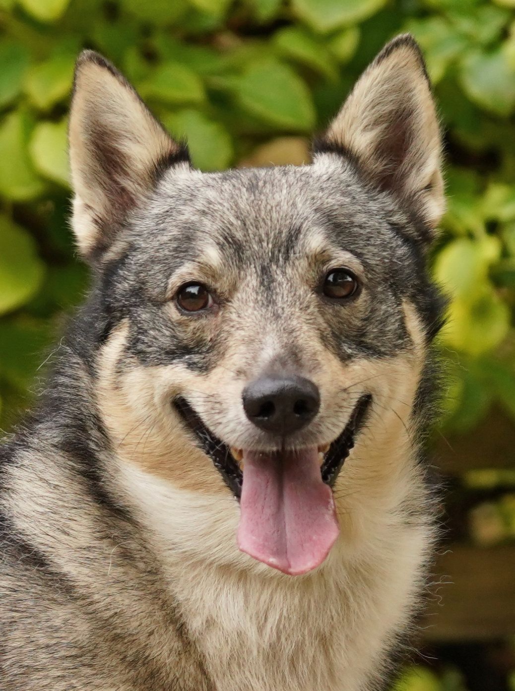 Västgötaspets, Swedish Vallhund, Zweedse herder