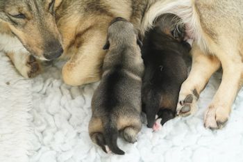 Västgötaspets, Zweedse Valhond of Zweedse herder