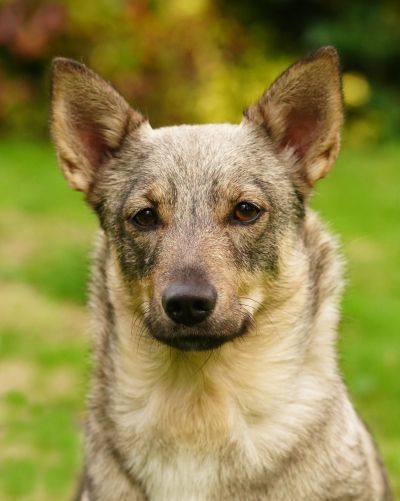 Västgötaspets, Zweedse herder, Swedish Vallhund
