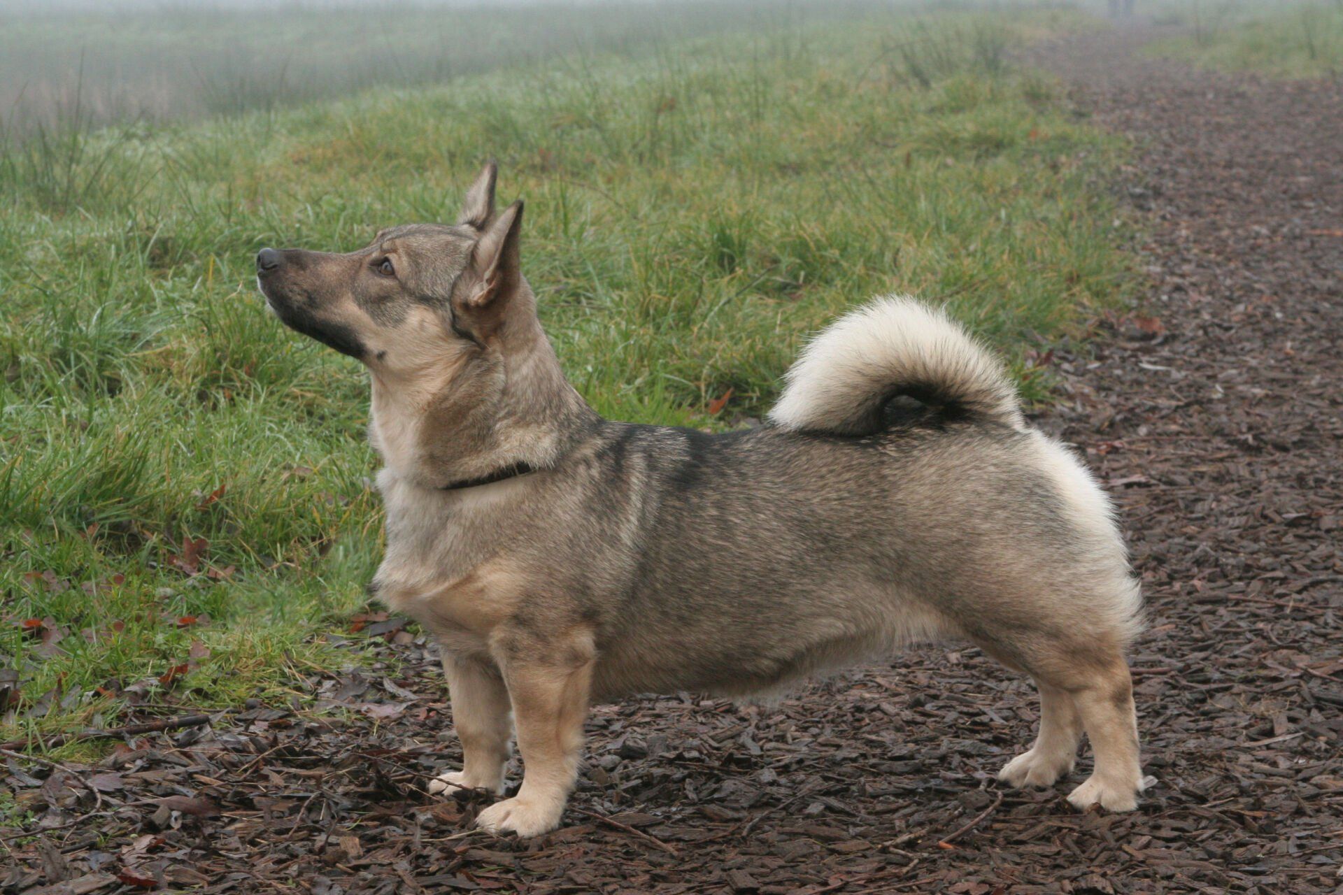 Västgötaspets, Zweedse herder, Swedish Vallhund