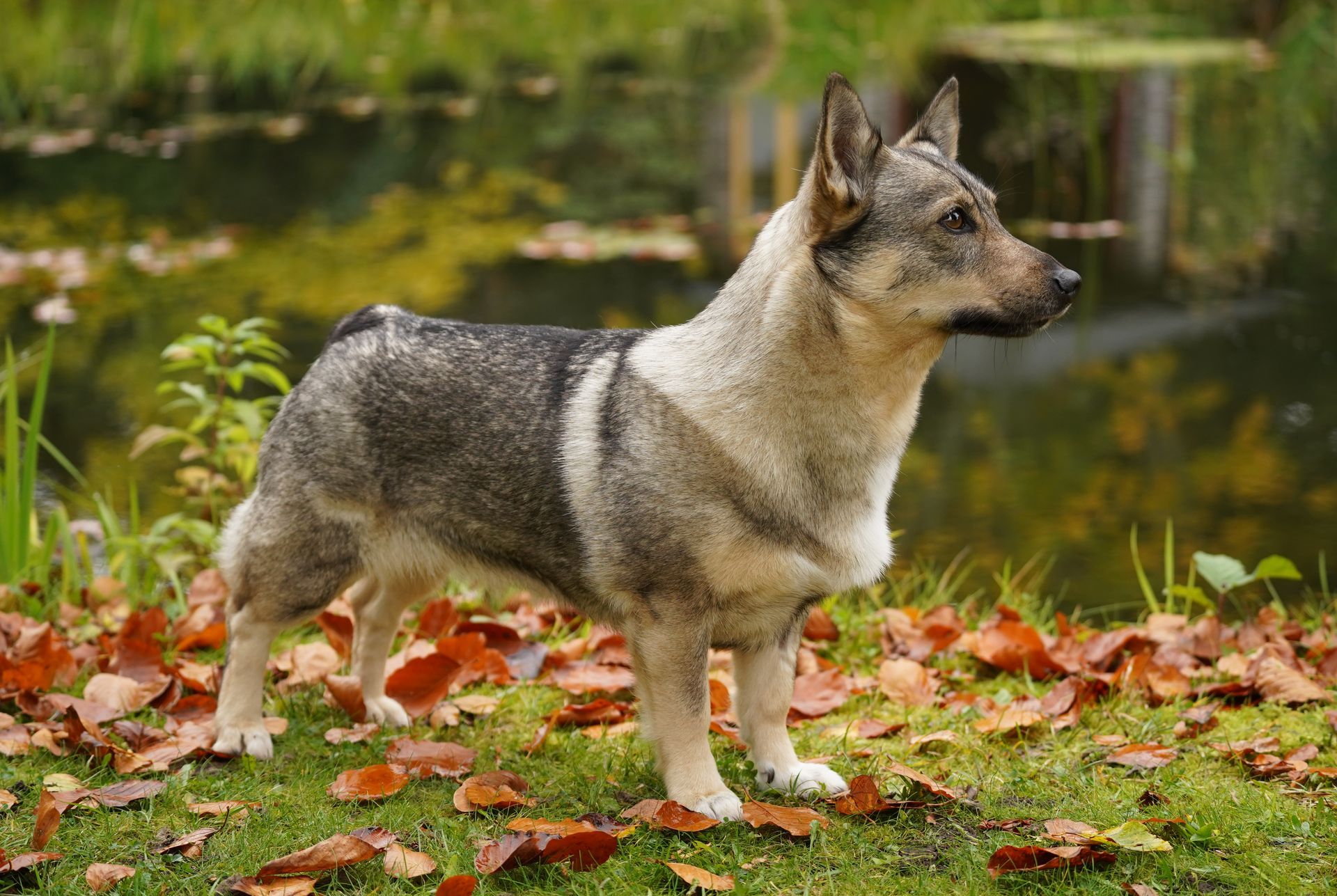 Västgötaspets, Zweedse herder, Swedish Vallhund