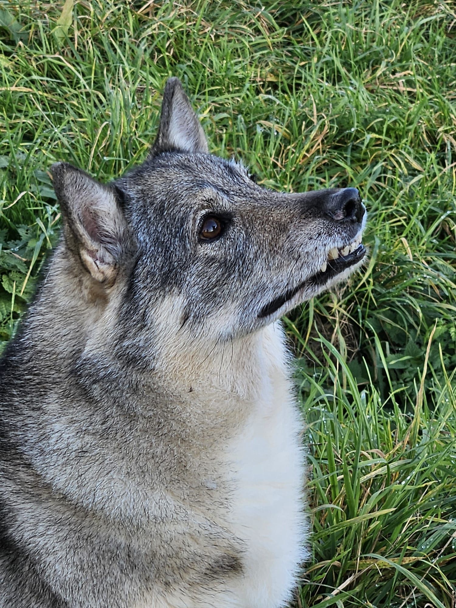 Västgötaspets, Zweedse herder, Swedish Vallhund