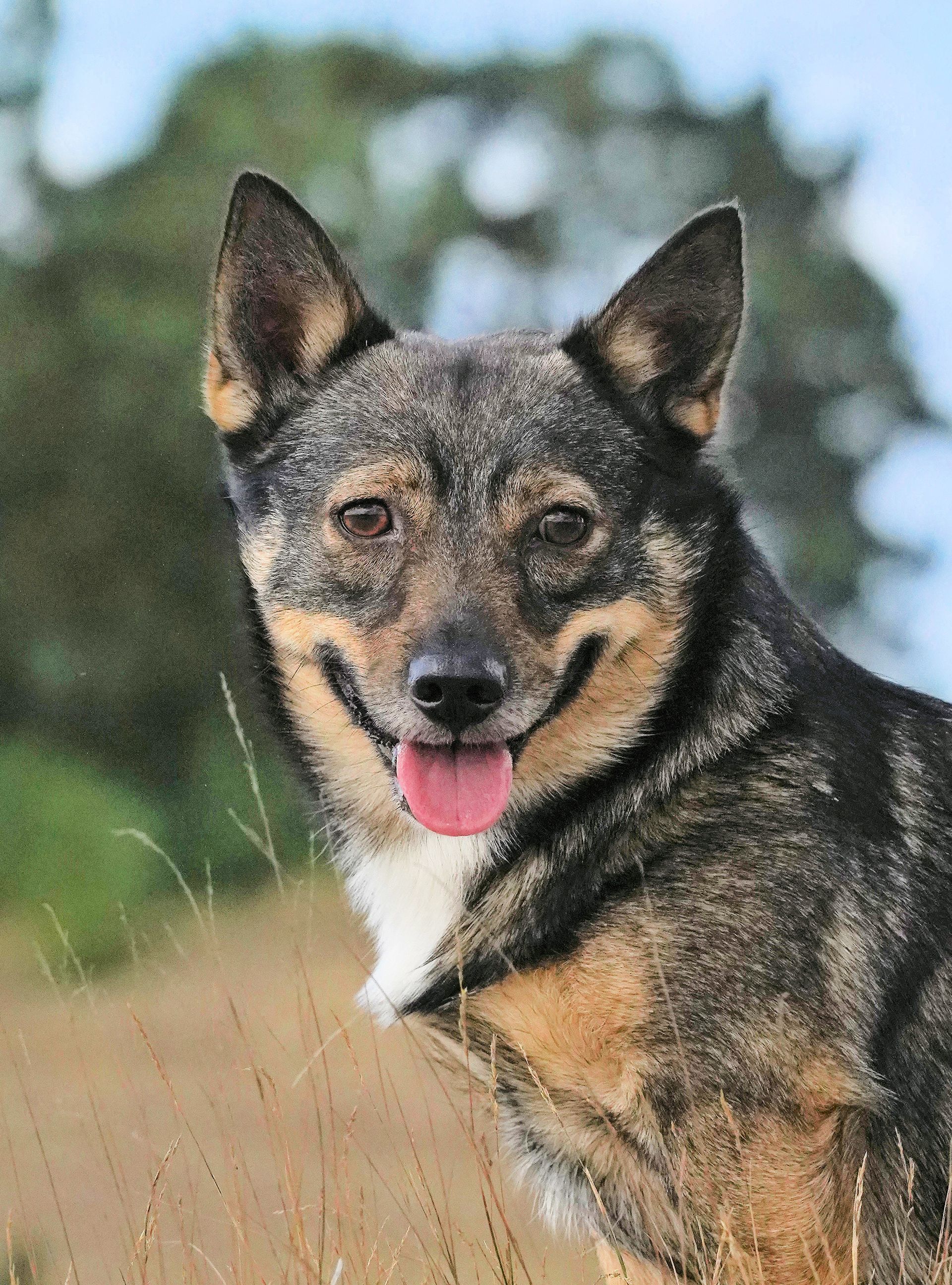 Curragh's Love Is My Destination Västgötaspets, Swedish Vallhund, Zweedse herder, Curragh's kennel