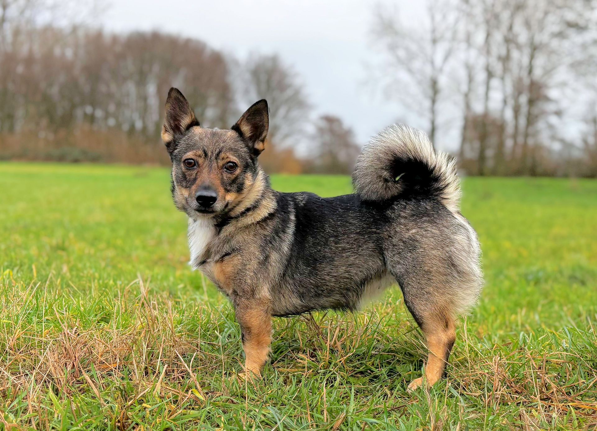 Curragh's Love Is My Destination Västgötaspets, Swedish Vallhund, Zweedse herder, Curragh's kennel