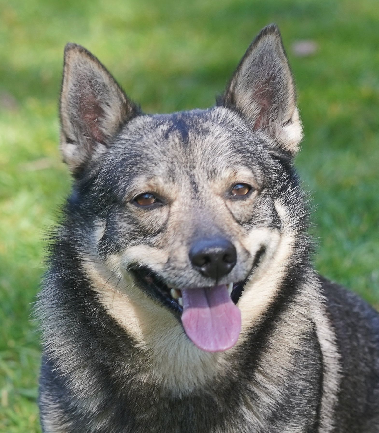 Redbergslunds Zlatan Västgötaspets, Swedish Vallhund, Zweedse herder, Curragh's kennel